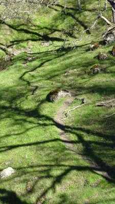 Sunol Regional Wilderness Shadows