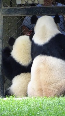 Bei Bei and Mei Xiang