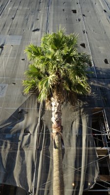 6th Street Palm Tree
