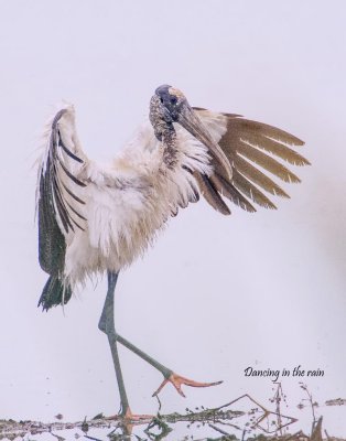 wading_birds