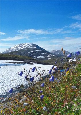 campanula.jpg
