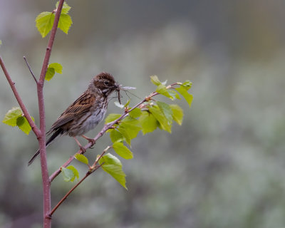 Reed Bunting - femaleSvsparv - hona