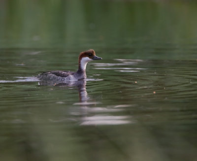 Smew - femaleSalskrake - hona
