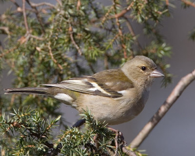 Chaffinch - femaleBofink - hona