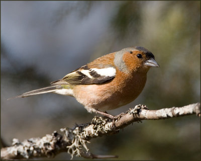 Chaffinch - maleBofink - hane