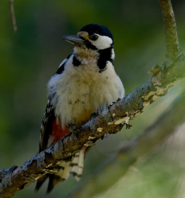 Greater Spotted WoodpeckerStrre Hackspett