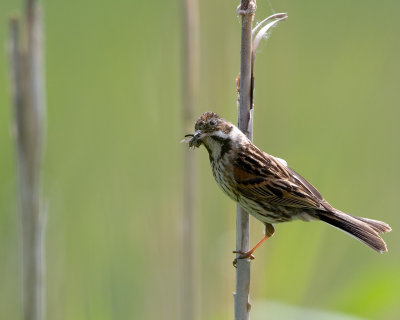 Reed Bunting - femaleSvsparv - hona