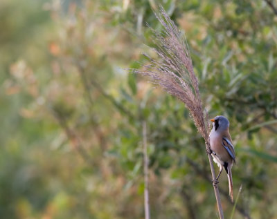 Bearded Tit - maleSkggmes - hane
