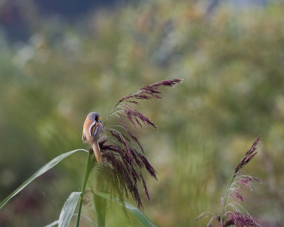 Bearded Tit - maleSkggmes - hane