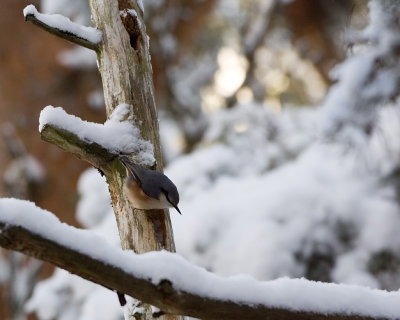 NuthatchNtvcka
