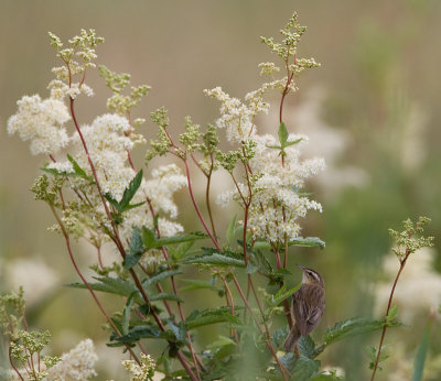 Reed WarblerSvsngare