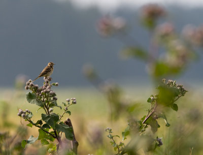White Wagtail- juvenileSdesrla - ungfgel