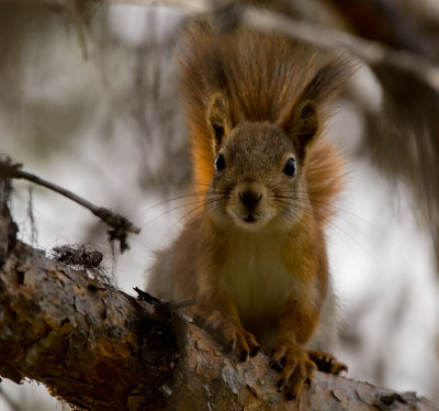 Curious Squirrel