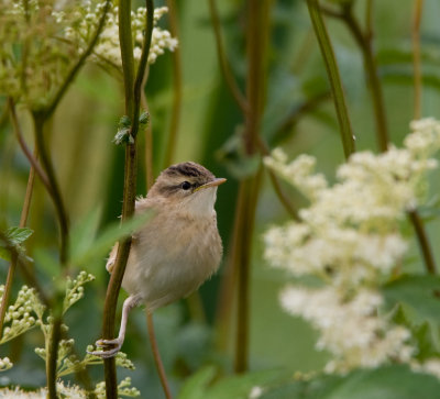 Sedge Warbler ChickSvsngare - unge