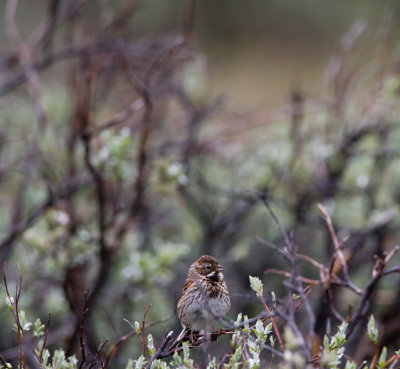 Reed Bunting - femaleSvsparv - hona