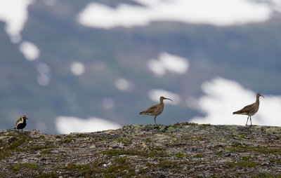 Golden Plower/WhimbrelLjungpipare/Smspov