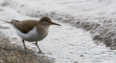 Common SandpiperDrillsnppa