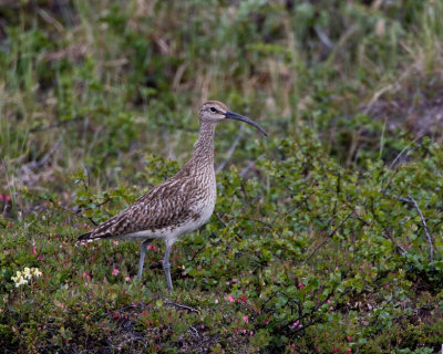 WhimbrelSmspov