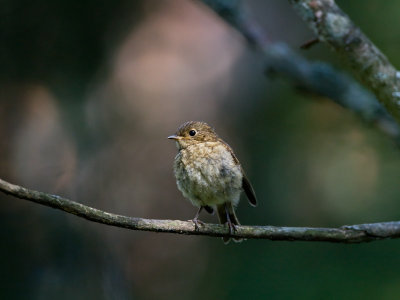 Robin / Rdhake