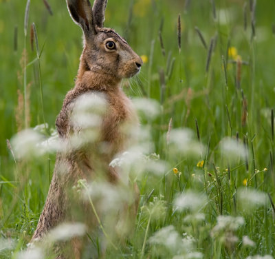 Hare