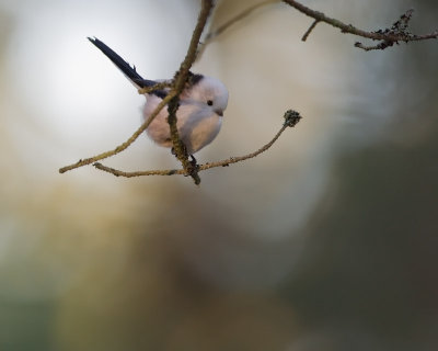 Long-tailed TitStjrtmes