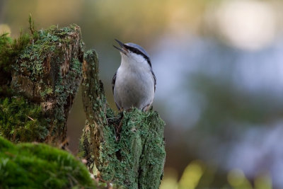 Stump with NuthatchStubbe med Ntvcka