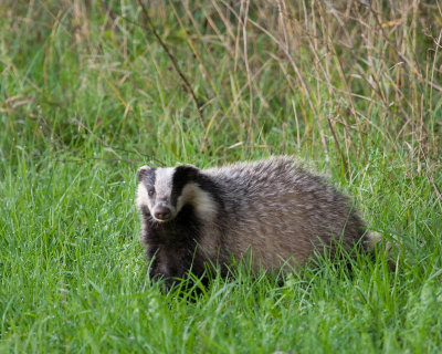 Badger / Grvling