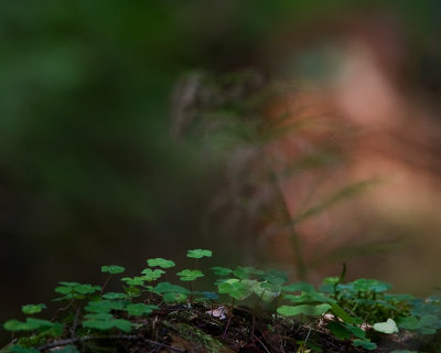 Wood-sorrel / Harsyra