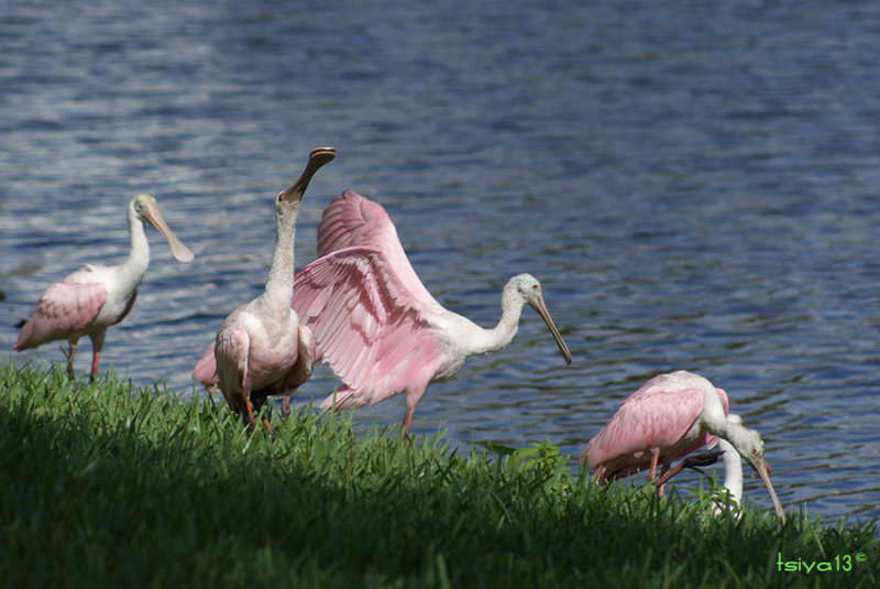 waterbirds