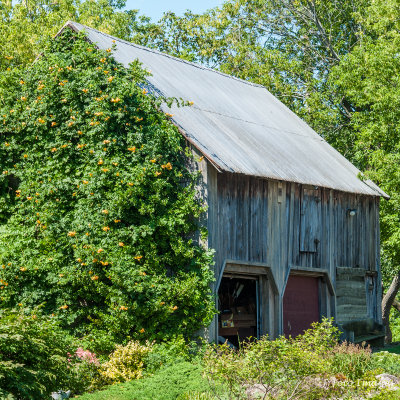 Old Barn North Hero