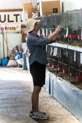 In the Chicken Coop at The Fair 2013