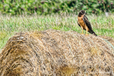 Northern Harrier Hawk on Hay Roll North Hero, Vermont