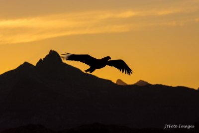 Sea Eagle Soaring Above the Fjord at Sunset