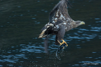 Sea Eagle with the Catch