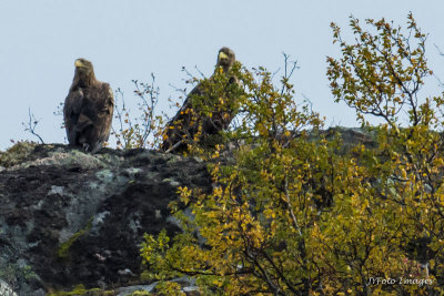 Sea Eagle Pair on a Fjord Cliff