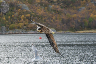 Fly By on the Fjord