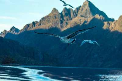 Gulls and Fjord Scenery
