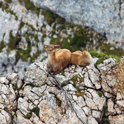 Ibex Resting on a Mountain Cliff, Switzerland 
