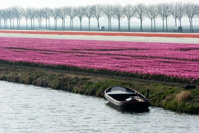 Tulip Fields