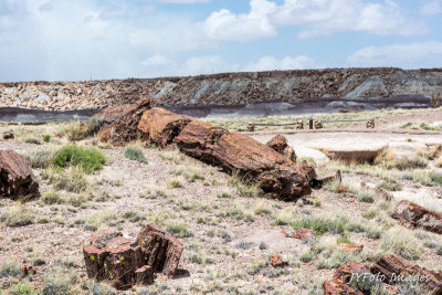 Petrified Forest-Painted Desert