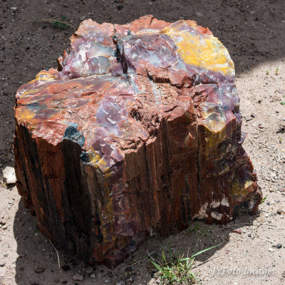 Petrified Forest-Painted Desert