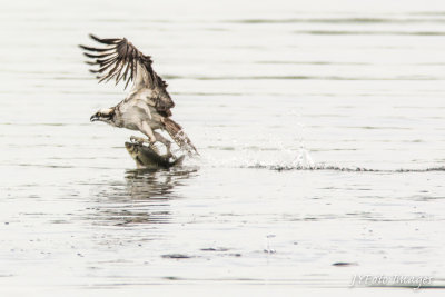 Osprey Catching a Bass Lake Champlain, Vermont