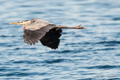 Heron Fly-by