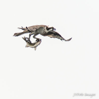 Osprey Flying Back to the Nest with Food