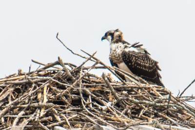Osprey Nest on Old Farm Silo