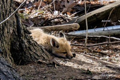 Fox Pup in Vermont