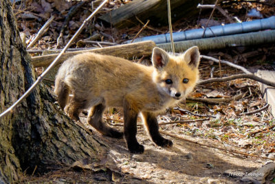 Fox Pup in Vermont