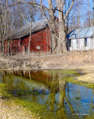 Spring Has Sprung in Vermont (North Hero)