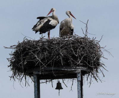 Crane Nest Along the Elbe River 