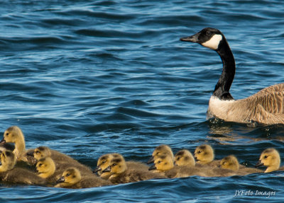 Goslings out for the Lake Tour